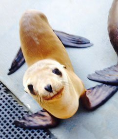 アシカの「ホッピー」　写真提供＝Marine Mammal Center